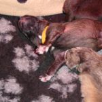 Gelbes Halsband, Agathe Magic (1 Woche alt)